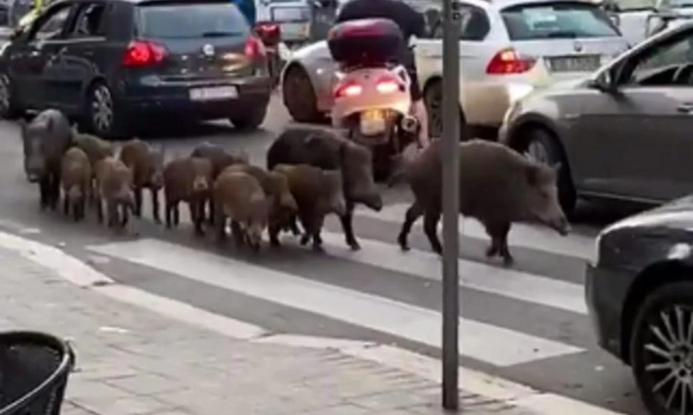 Ιταλία: Viral βίντεο με αγριογούρουνα που "βολτάρουν" στους δρόμους της Ρώμης